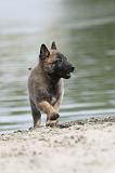 MALINOIS 493